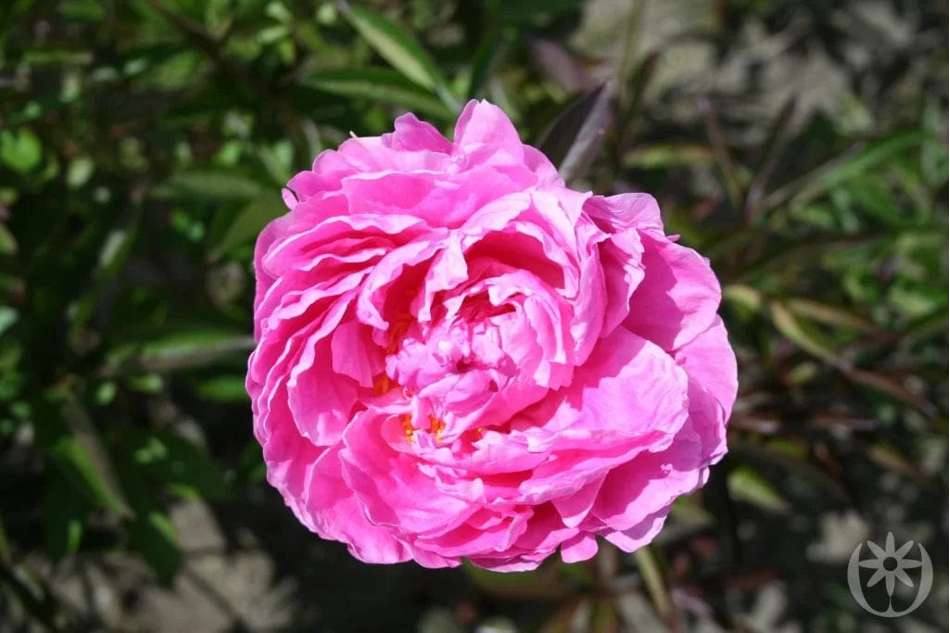 Pion 'Alexander Fleming'